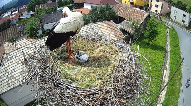 Bociany zahniezdili na nevhodnom stĺpe vedenia. Energetici im postavili nový